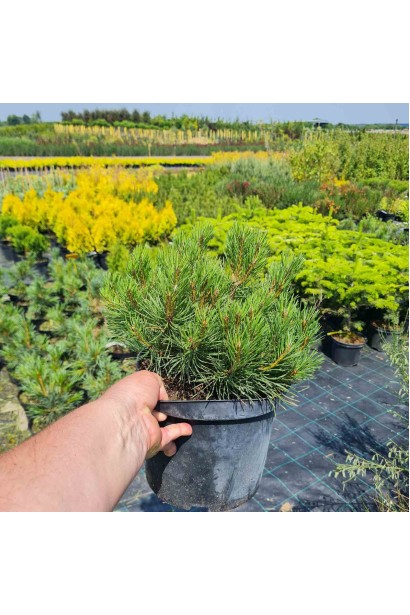 Сосна гірська Мугус - 3-5л/вис.20-25см/Ø25-30см